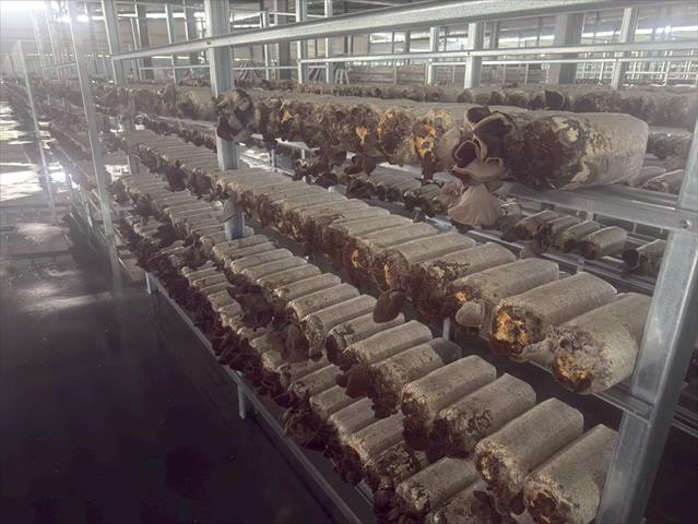 黑木耳(毛木耳) 產品圖片（圖片編號 970069）