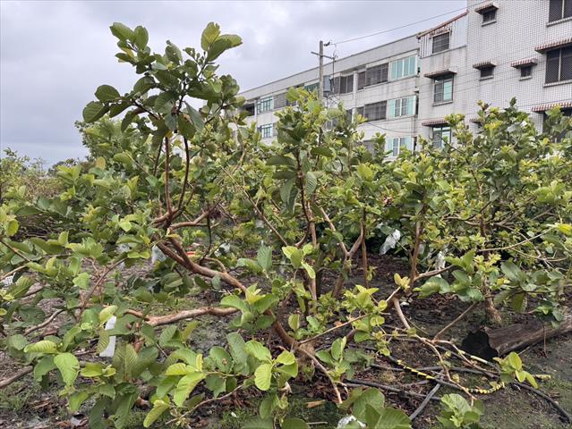 番石榴(芭樂) 產品圖片（產品編號 696118）
