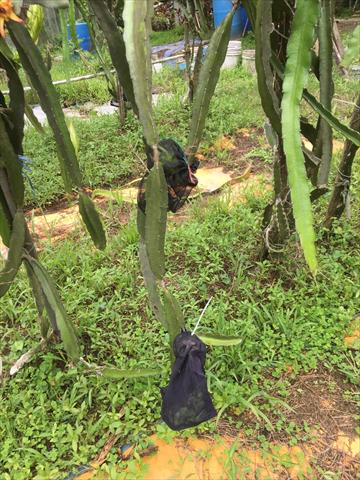 紅龍果 產品圖片（圖片編號 970365）