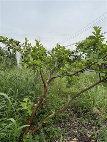 番石榴(芭樂) 產品圖片（產品編號 696242）