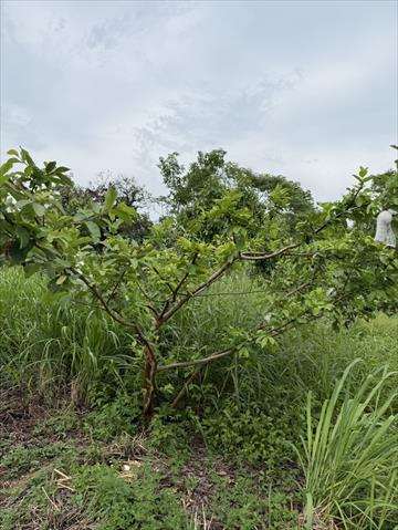 番石榴(芭樂) 產品圖片（圖片編號 970456）