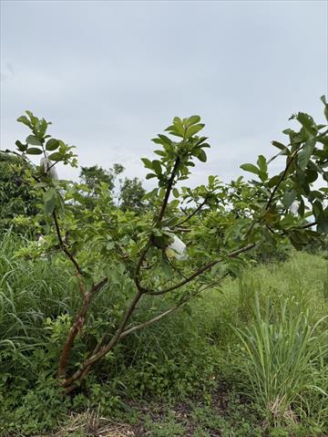 番石榴(芭樂) 產品圖片（圖片編號 970457）