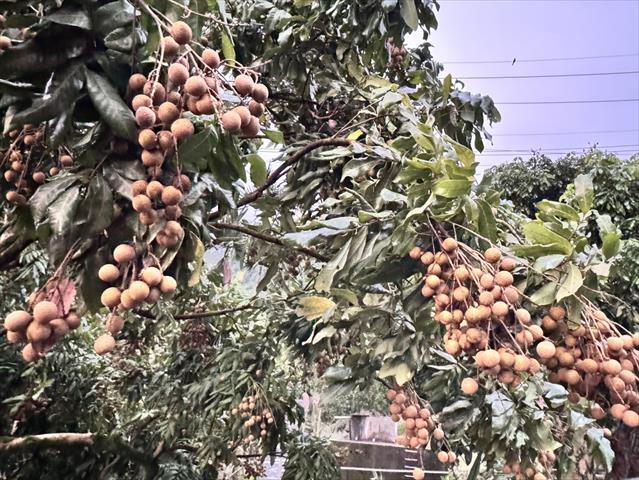 龍眼 產品圖片（圖片編號 970869）