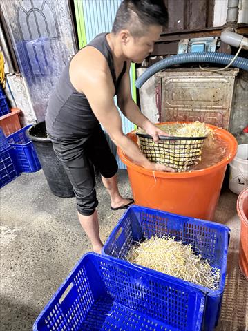 綠豆芽 產品圖片（圖片編號 970984）