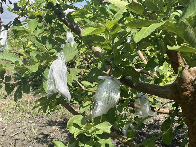 番石榴(芭樂) 產品圖片（圖片編號 970992）