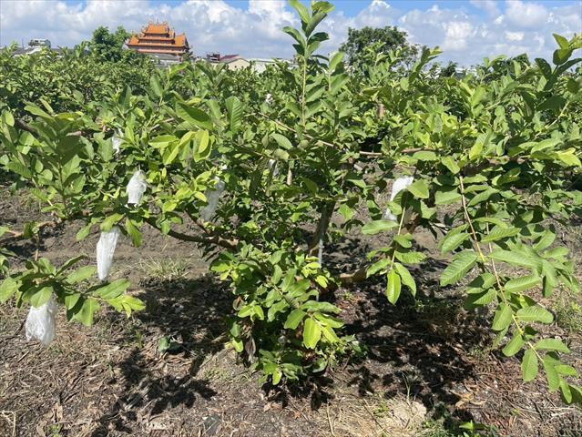 番石榴(芭樂) 產品圖片（圖片編號 970993）