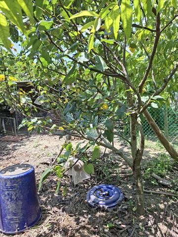 梨 產品圖片（圖片編號 971218）
