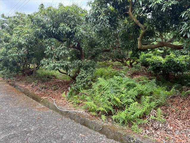 荔枝 產品圖片（圖片編號 971222）