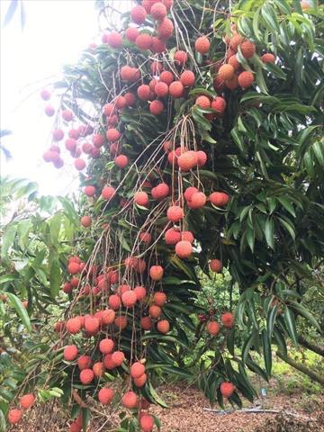 荔枝 產品圖片（圖片編號 971224）