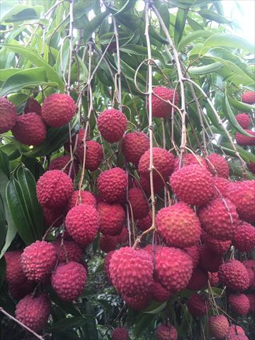 荔枝 產品圖片（圖片編號 971225）
