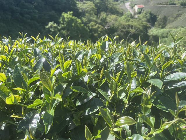 茶製品-茶 產品圖片（圖片編號 971246）