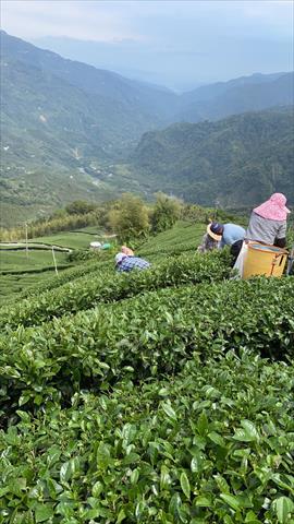 茶製品-茶 產品圖片（圖片編號 971247）