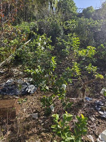 番石榴(芭樂) 產品圖片（圖片編號 971583）
