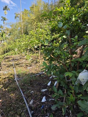 番石榴(芭樂) 產品圖片（圖片編號 971584）