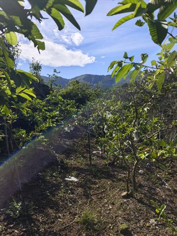番石榴(芭樂) 產品圖片（圖片編號 971585）