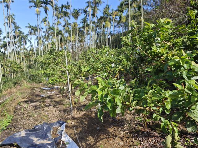 番石榴(芭樂) 產品圖片（產品編號 696876）