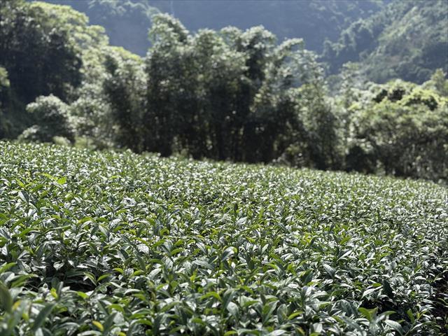 茶製品-茶 產品圖片（產品編號 696877）