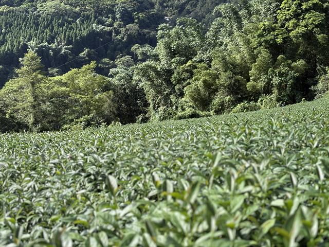 茶製品-茶 產品圖片（圖片編號 971589）
