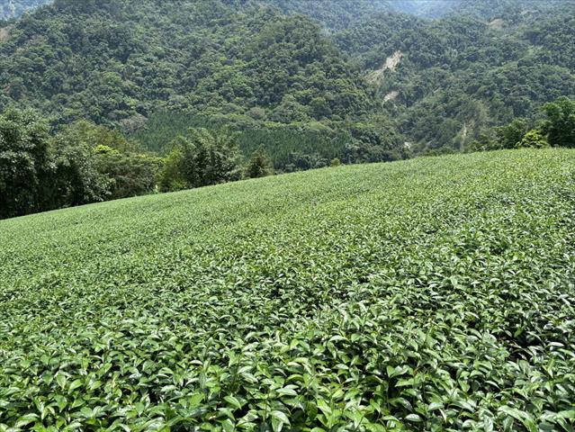 茶製品-茶 產品圖片（圖片編號 971590）