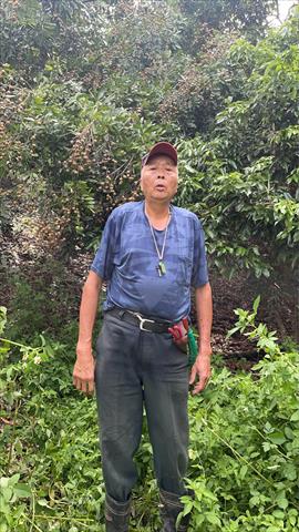 龍眼 產品圖片（圖片編號 971741）