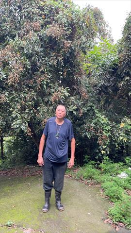 龍眼 產品圖片（圖片編號 971744）