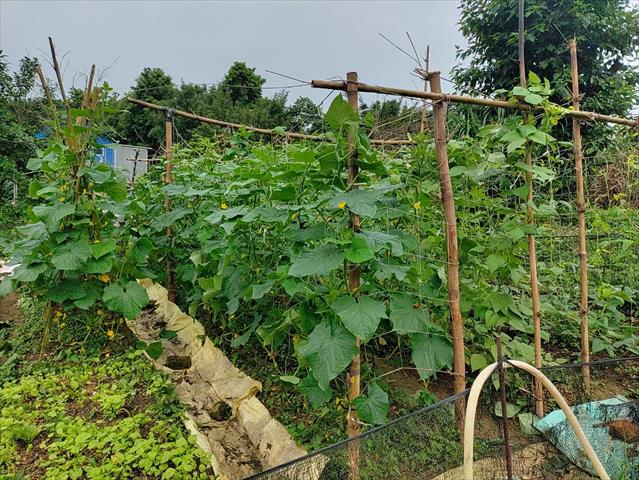 小黃瓜(花胡瓜) 產品圖片（圖片編號 972002）