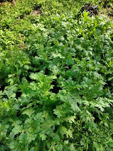 山茼蒿(昭和菜) 產品圖片（圖片編號 972003）