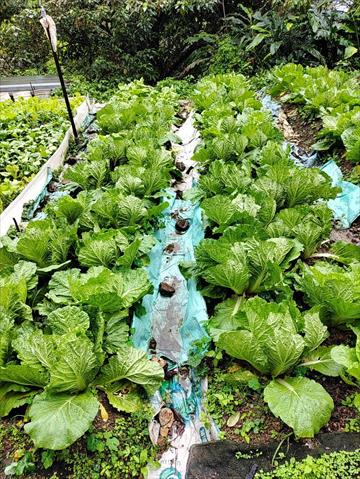 結球白菜(包心白菜) 產品圖片（圖片編號 972005）