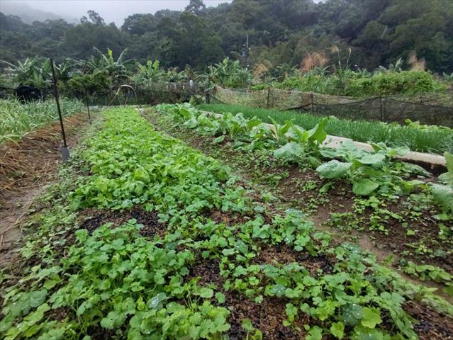 芫荽(胡荽,香菜) 產品圖片（圖片編號 972014）