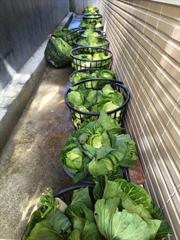 甘藍(高麗菜) 產品圖片（圖片編號 972016）