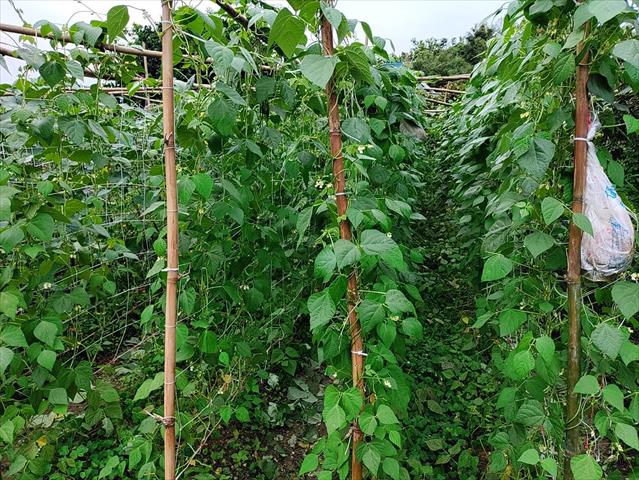 四季豆(菜豆) 產品圖片（圖片編號 972019）