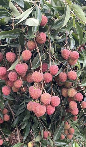 荔枝 產品圖片（圖片編號 972529）