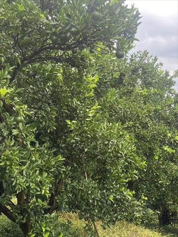 椪柑 產品圖片（圖片編號 972534）