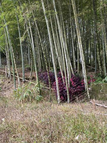 竹筍 產品圖片（產品編號 697424）