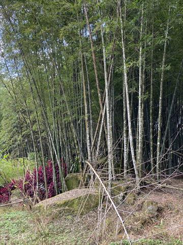 竹筍 產品圖片（圖片編號 972548）