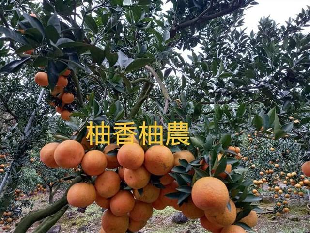桶柑 產品圖片（產品編號 697478）