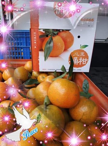桶柑 產品圖片（圖片編號 972683）