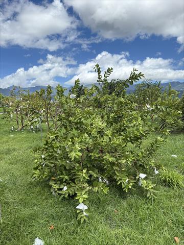 番石榴(芭樂) 產品圖片（產品編號 697646）