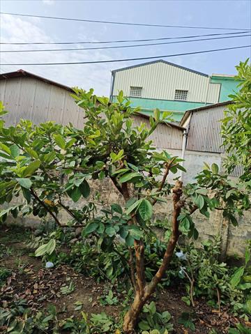 番石榴(芭樂) 產品圖片（產品編號 697721）
