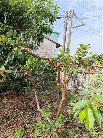 番石榴(芭樂) 產品圖片（圖片編號 973254）