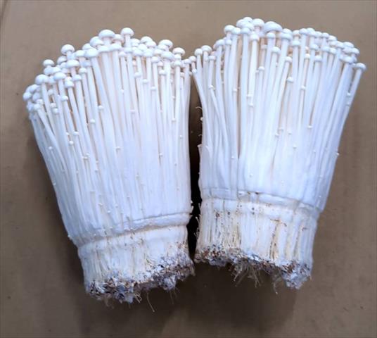 金針菇(包含山茶茸) 產品圖片（圖片編號 974257）