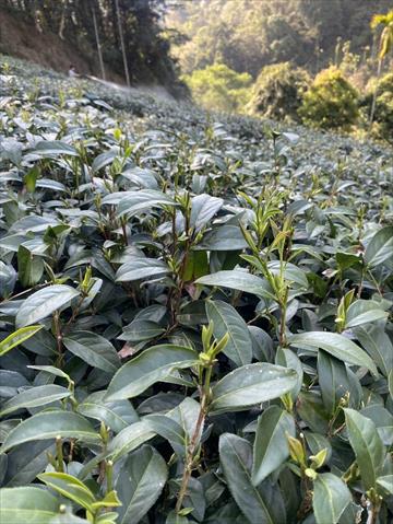 茶製品-茶 產品圖片（圖片編號 974406）