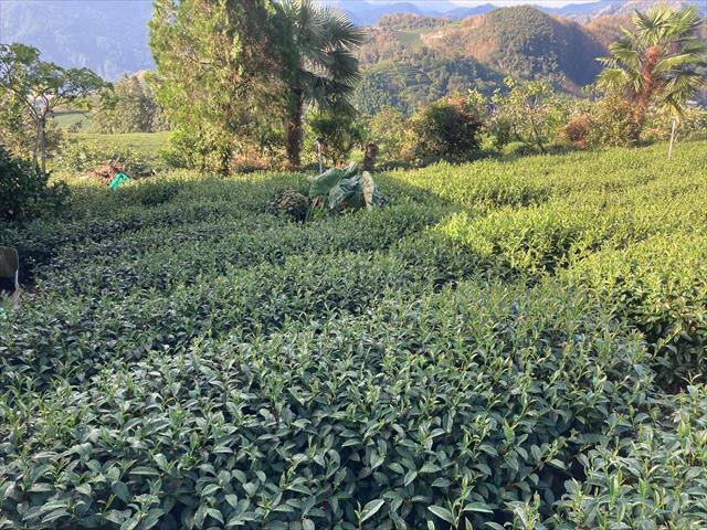 茶製品-茶 產品圖片（圖片編號 974463）