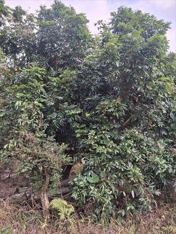龍眼 產品圖片（圖片編號 974470）