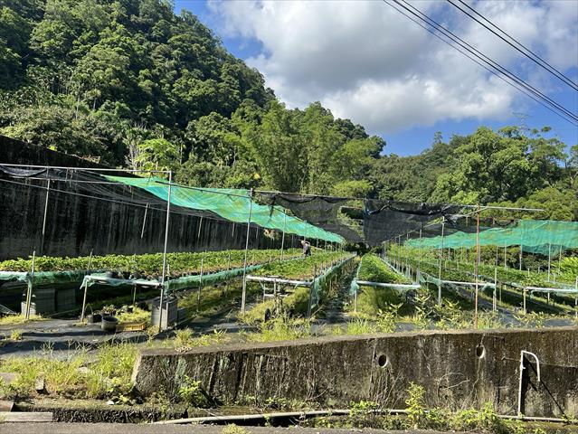 草莓 產品圖片（產品編號 698808）