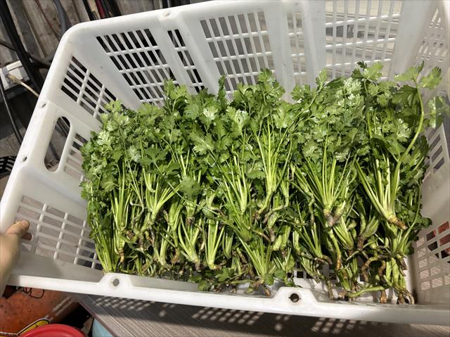 芫荽(胡荽,香菜) 產品圖片（產品編號 699185）