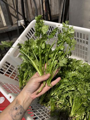 芫荽(胡荽,香菜) 產品圖片（圖片編號 975117）