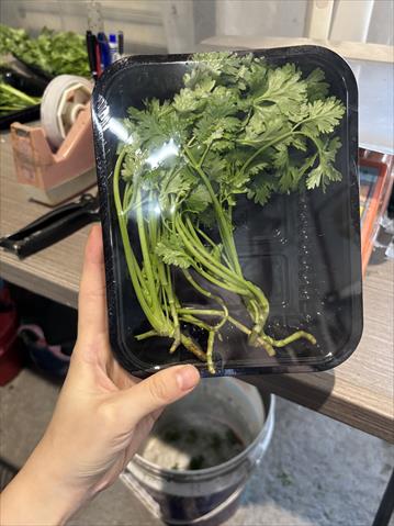 芫荽(胡荽,香菜) 產品圖片（圖片編號 975118）