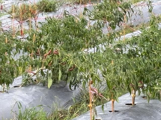 辣椒 產品圖片（圖片編號 975119）
