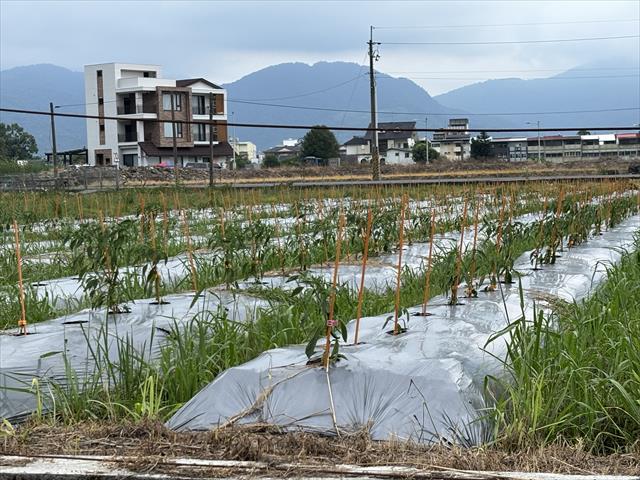 辣椒 產品圖片（圖片編號 975120）